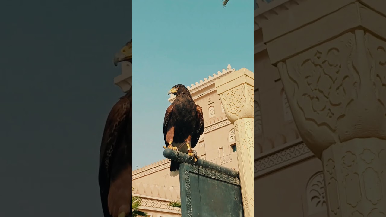 Bird Control Using falconry Techniques 