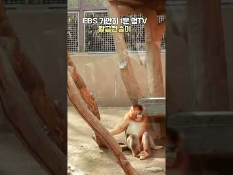 <strong>EBS</strong> 가만히 1분 멍TV 황금원숭이 #<strong>shorts</strong>