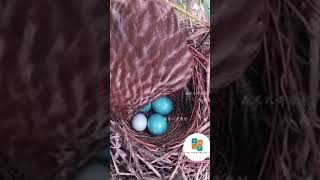 Yummy Cuckoo Egg.