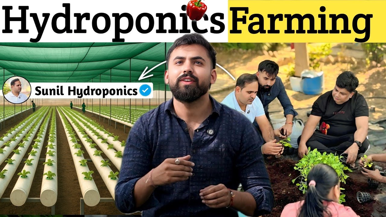 Hydroponics Farming Training In India 🤑| Hydroponics Tomato Farming In India | Hydroponics At Home🍅🫑