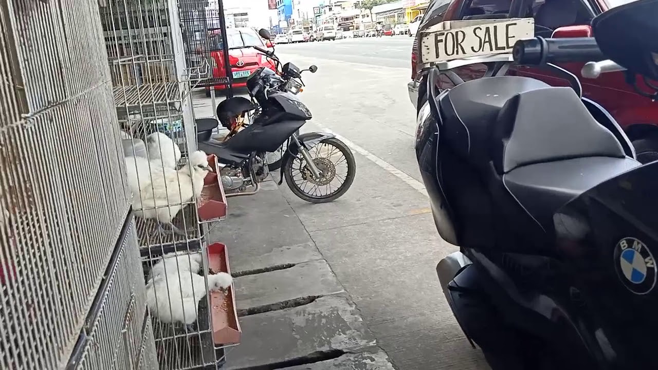 The Petshop in Angeles City Philippines