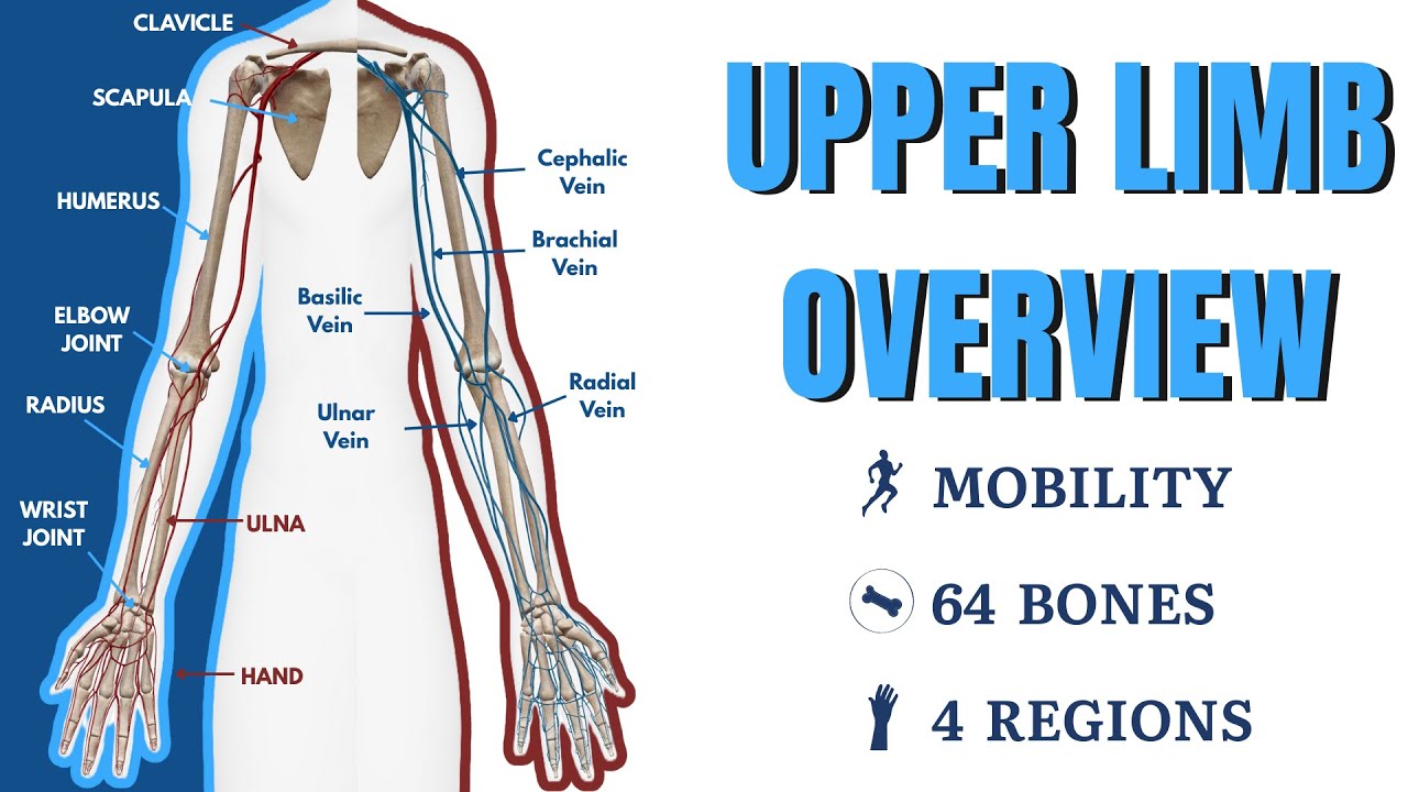 Upper Limb Anatomy in One Video | Complete Overview , lecture 1