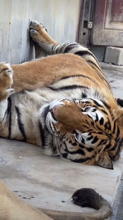 When the King Sleeps… 🐅👑 #SleepingTiger #Wildlife #Shorts