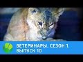 Ветеринары. Тигрёнок,  щенок и черепаха | Живая Планета