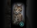 Mco Harmony - Maine Coon Türk #catsmainecoon #mainecoonturk#mcocattery #mainecoonkitten#catbreeders