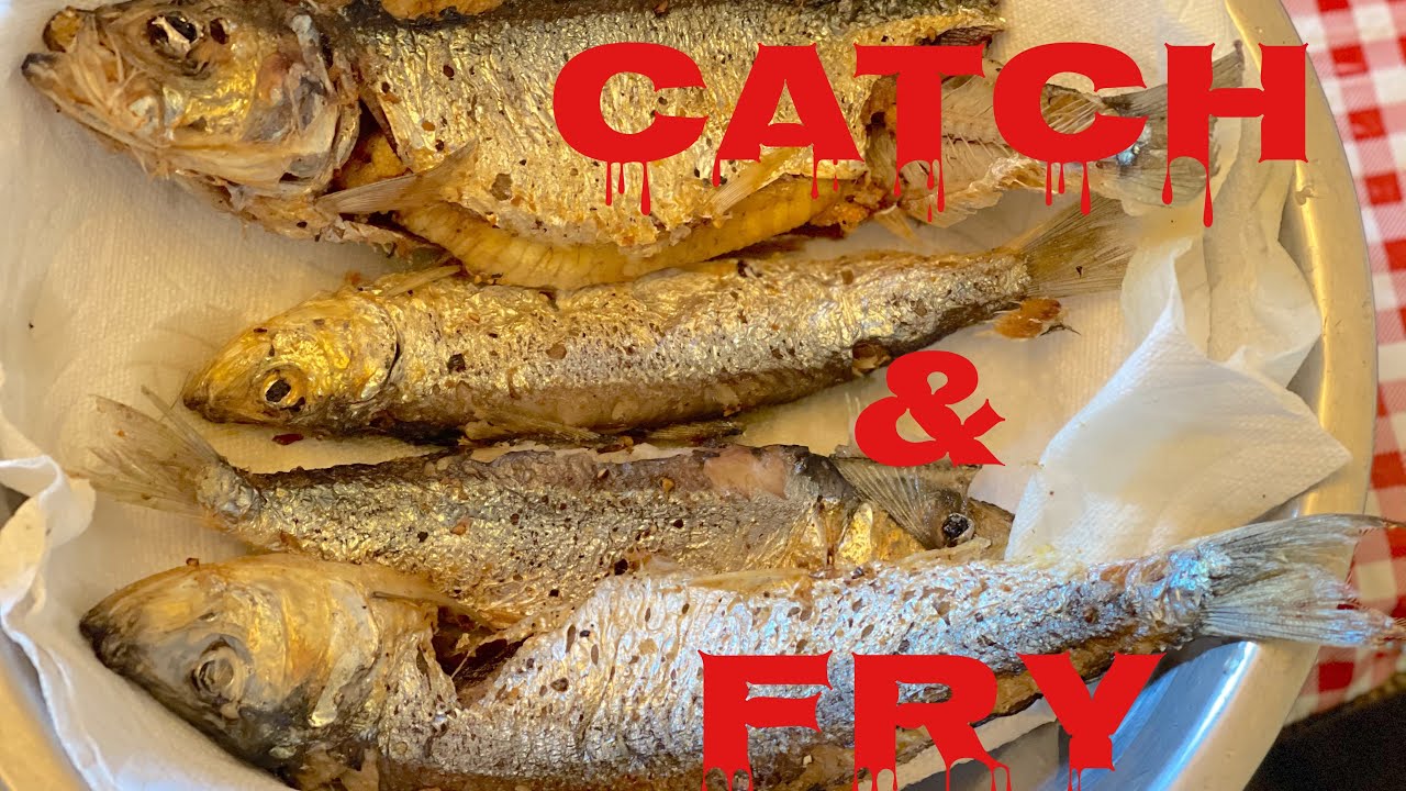 Catch Of The Day Fried Herring The Striper Show YouTube