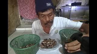 Asmr, Manis Lembut Gurih Ngopi Dgn Pisang Nangka Rebus & Kacang Rebus @suardiofficial1199