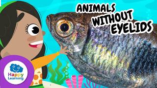 fish how do they breathe underwater educational videos children