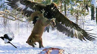 GOLDEN EAGLE - winged raptor that even attacks wolves!