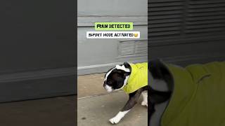 It’s raining in San Francisco… and Boston terriers are not the biggest fans of rain😂 #doglove