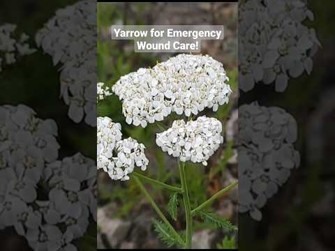 Video: Fiori perenni del nord-ovest del Pacifico: piante perenni per giardini nord-occidentali