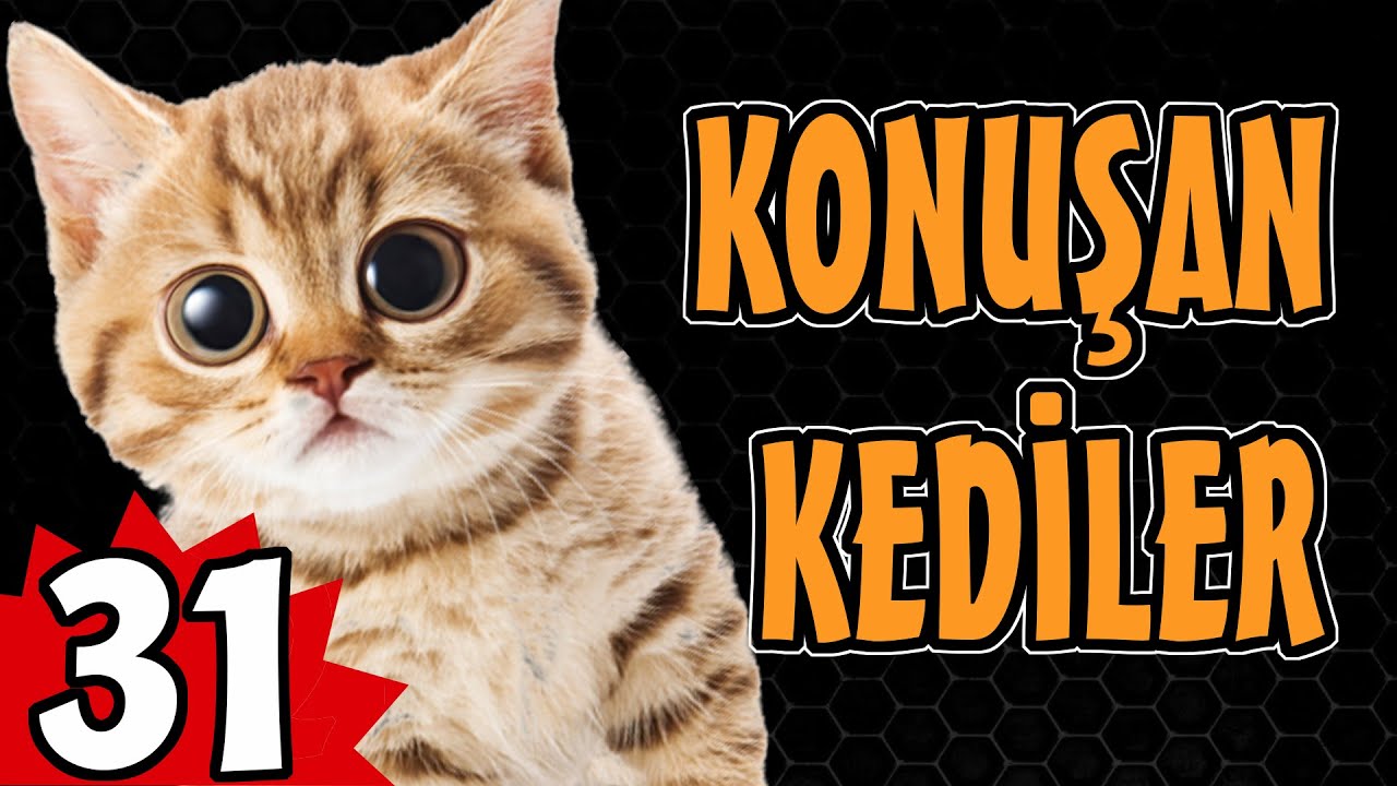 Konusan Kediler 31 En Komik Kedi Videolari Komik Kedi Videosu Youtube