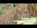 Update om Leopardkillingerne