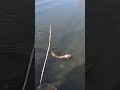 ПЕРВАЯ ПОСЛЕ НЕРЕСТА!!! Щука сезона 2026 на реке на СПИННИНГ! #fishing #рыбалка #щука