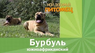 Южноафриканский бурбуль. Телохранитель и лучший друг Южноафриканский бурбуль. Телохранитель и лучший друг