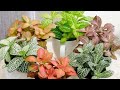 FITTONIA | Polka Dot Plant|  Houseplants