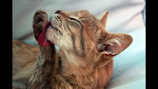 Cats Lick Each Others Video Compilation 2020 by FUNNY CAT SWEET 71 views 3 years ago 5 minutes, 47 seconds