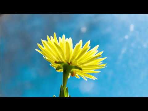 Relaxing Music - Stress Relief Music, Positive Energy, Morning Music, Meditation Music