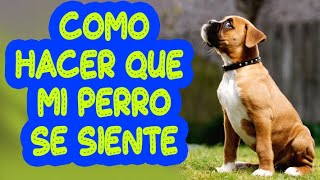 COMO HACER QUE SE SIENTE MI PERRO /TRUCOS/CONSEJOS