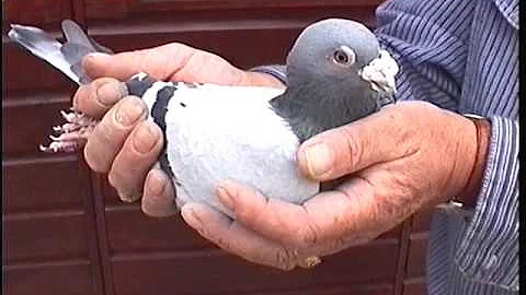 Video 211: Roger Lowe of Reading: Premier Pigeon R...