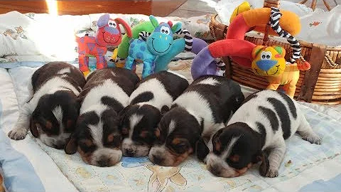 Watch the video about Lilac Tortie Ragdoll Cat watching 2 week old Pocket Beagle puppies