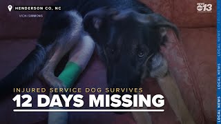 'Amazing dog' Dumbo survives 12 days missing, wounded from officer-involved shooting by WLOS News 13 889 views 12 days ago 2 minutes, 42 seconds