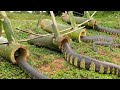 Diy snake trap technology   learning to make bamboo snake trap