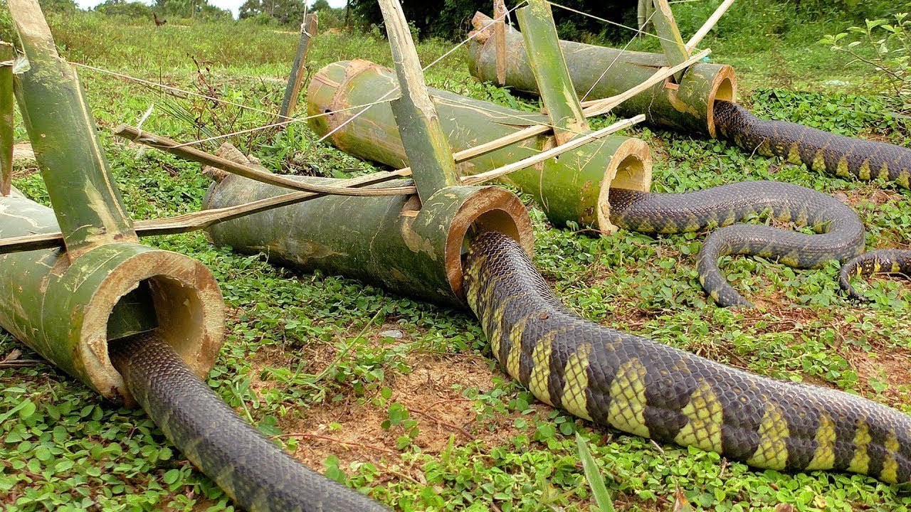 DIY Snake Trap Technology - Learning to make Bamboo snake trap 