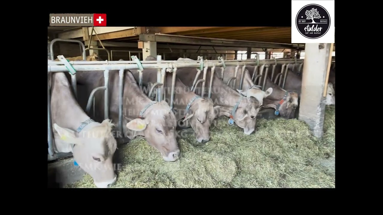 virtueller Stallrundgang Betrieb Stalder Nottwil LU