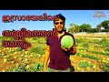 Israelagricultureisrael technology in farmingwowamazing agriculture technology watermelon
