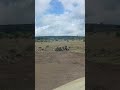 White rhinos enjoying vitamin D intake