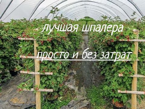 самая простая и не требующая больших затрат шпалера для малины