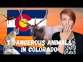 7 Most Dangerous Animals in Colorado! Meet Your Neighbors!!