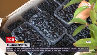 Новости Украины: новая ягода на украинском рынке - что такое жимолость и какая на нее цена
