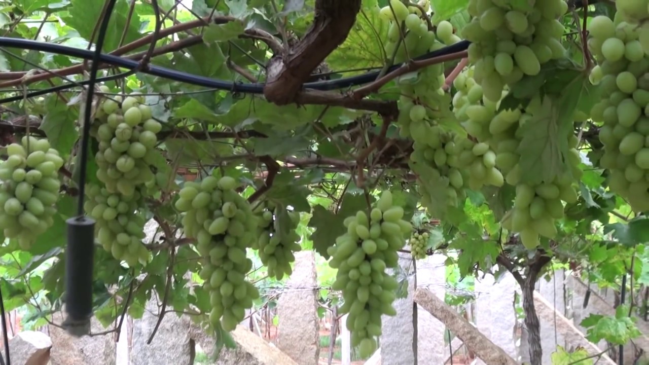 Making Vinegar From Grapes At Home Making Vinegar From Grapes At Home