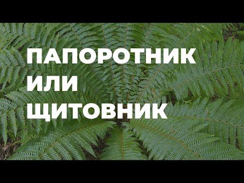 Папоротник мужской или щитовник мужской - полезные свойства, народные рецепты / Захар Травник