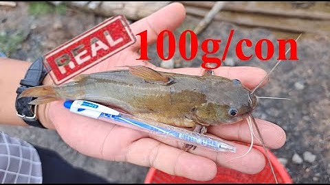 CÁ CHỐT SIÊU TO SIÊU KHỔNG LỒ