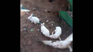 Rabbits Play Together and Weird look of Climate