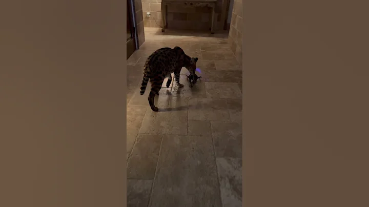 Video 2215221: serval cat fight, african serval cat