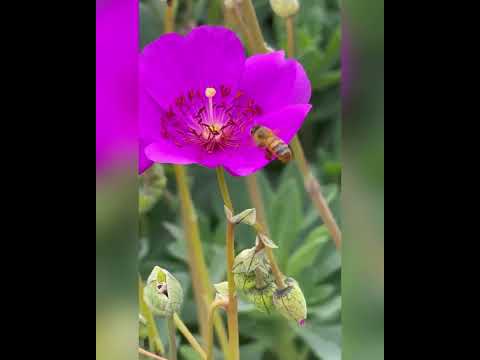 Video: Խոշորածաղիկ հողաթափ. բույսի նկարագրություն, օգտակար հատկություններ, կիրառություն ավանդական բժշկության մեջ, բաղադրատոմսեր
