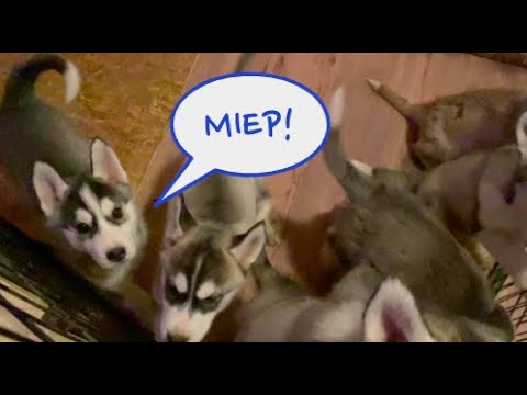 Video: Hur Man Bestämmer Rasens Renhet Hos En Husky Valp