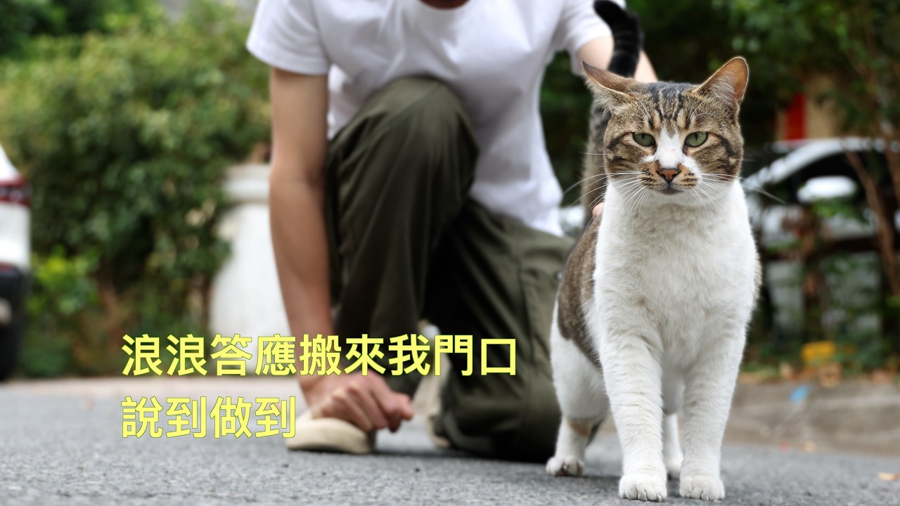 流浪貓兄弟搬到我門口，每天深夜護送我去喂其他浪浪｜Xishu&Cats