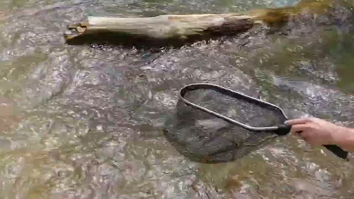 Brent McGuire Euro Nymphing a great wild fish. SW ...