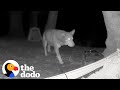 Wildlife Cam Shows Stray Dog Fighting Off Coyotes | The Dodo