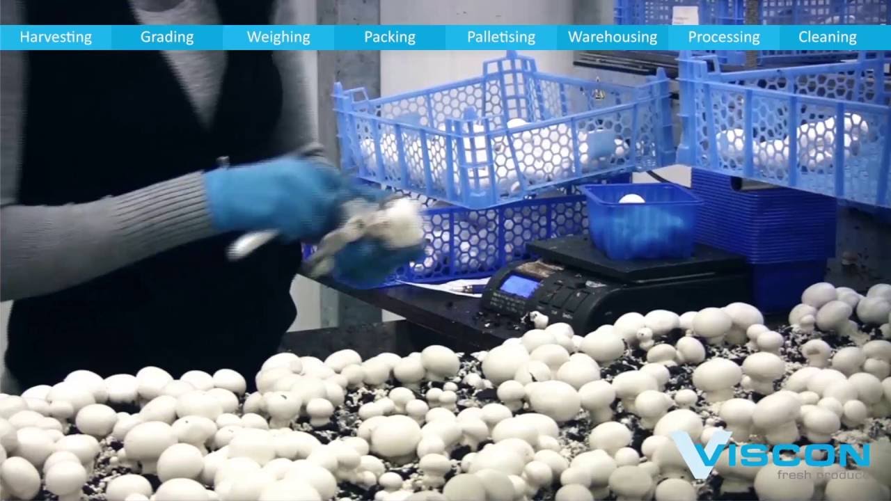 Viscon Viscon Fresh Produce - Mushroom automation - YouTube