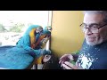 Una tarde con los pichones de Guacamayas 2020 - Hand feeding macaws