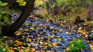 Stream and Bird sound during Summer - (Focus, Study, Sleep)