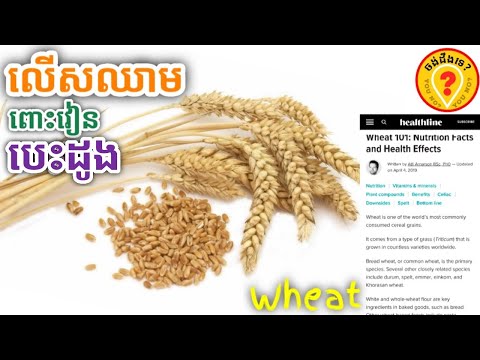 Amazing health benefits of Wheat អត្ថប្រយោជន៍នៃស្រូវសាលី 1440p