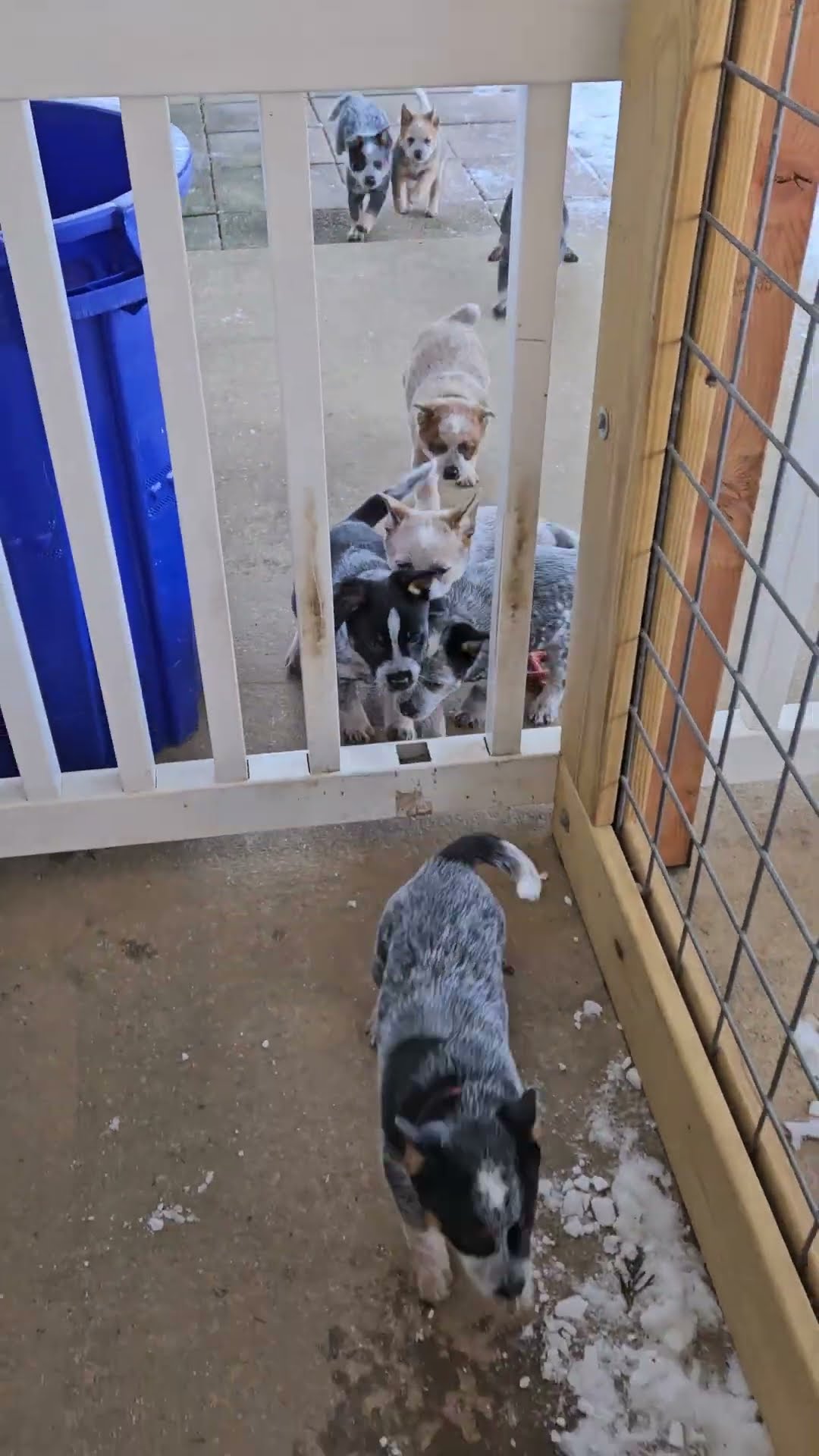 Puppies Sprint In For Supper || ViralHog