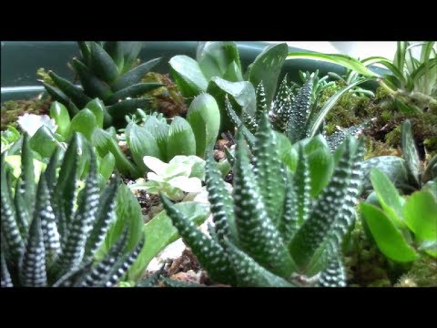 多肉植物ハオルチアhaworthia寄せ植えの生育記録 17 7 7succulent Plants Youtube 多肉植物ハオルチアhaworthia寄せ植えの生育記録 17 7 7succulent Plants Youtube